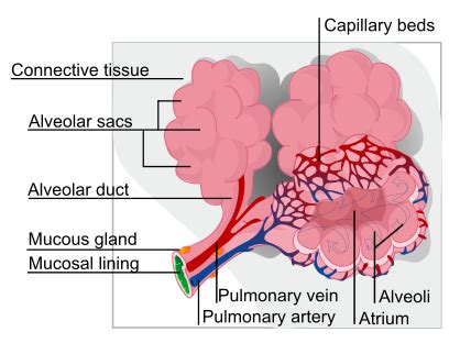 These are the conducting airways, and do not take part in gas exchange. Pulmonary alveolus - wikidoc