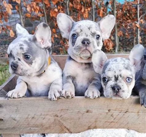 These rare beauties are created with a combination of chocolate and blue dna from both parents. Blue Merle French Bulldog - Everything You Wanted to Know ...