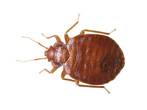 Schädlingsbekämpfer haben wegen der parasiten immer mehr einsätze und setzen mittlerweile auch speziell ausgebildete spürhunde ein. Bettwanzen erkennen und bekämpfen, Wärmeentwesung, 100% ...