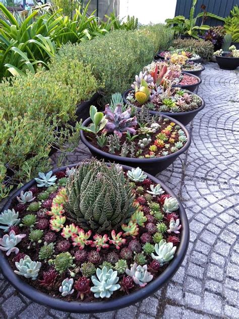 Potted Succulent Gardens World Of Succulents Succulent Gardening