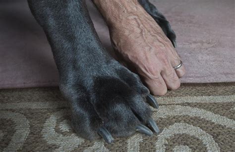 Worlds Tallest Dog George Dies Mirror Online