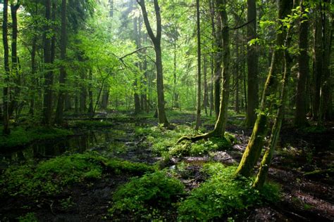 Forests As Big As France Have Regenerated In The Past 20 Years The