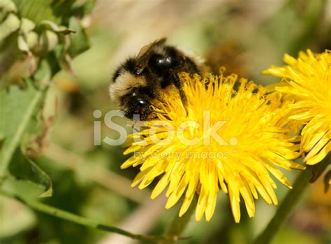 Bumblebee Stock Photo Royalty Free Freeimages