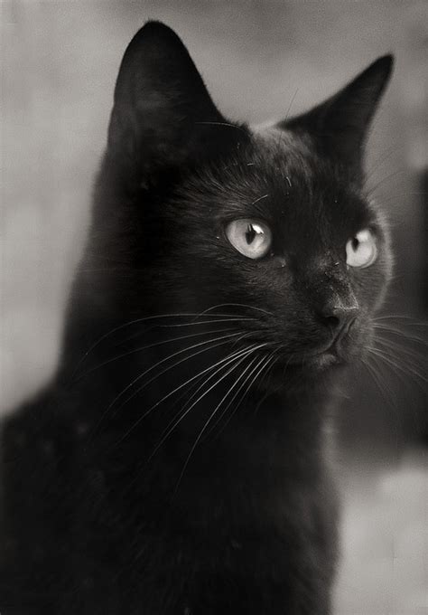 Choisissez parmi des contenus premium black kitten de la plus haute qualité. 25+ Most Awesome Black American Shorthair Cat Pictures And ...
