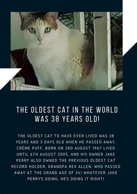 The Oldest Cat In The World Was Years Old Old Cats Old Things Cats