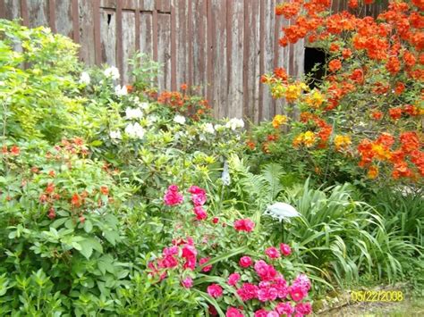 Partial shade shrubs can be difficult to shop for. partial shade garden