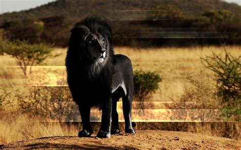 Black Lion Full Hd Wallpaper And Background Image 2560x1600 Id259801