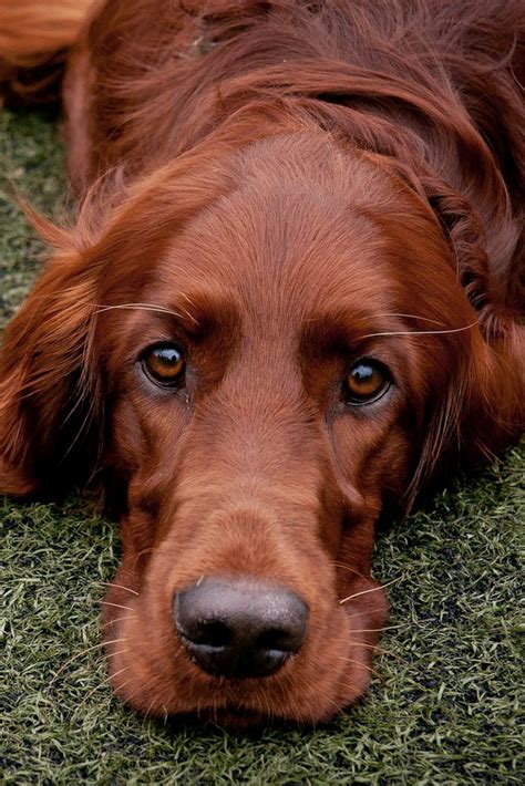 Share on facebook share on twitter. Irish Setter ~ Classic "Big Red" Look | Perros, Perros ...