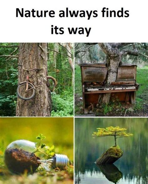 Nature Always Finds Its Way