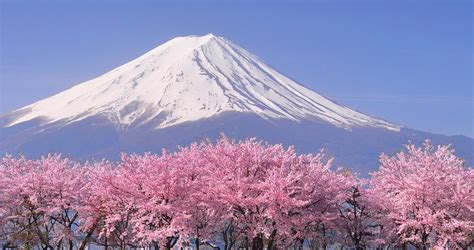Mount Fuji And Cherry Blossoms Japan Matthews Island