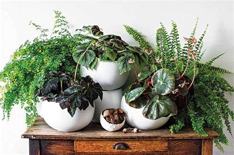 6 Best Plants For Bathroom The Made Thing