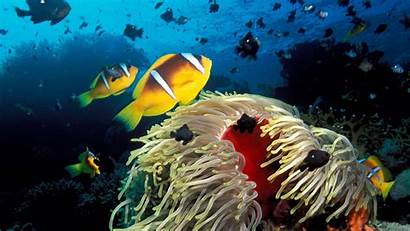 Sea Deep Underwater Fish Coral Tropical Wallpapers