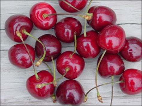 Plant Id Fruits Nuts Cherry Florida Master Gardener Volunteer