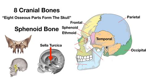 Skull Anatomy Cranial Bone And Suture Labeled Diagram Names