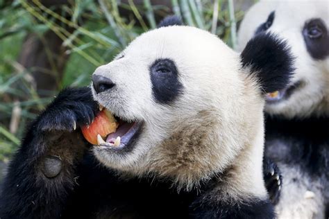 ‘pregnant Pandas False Alarm As Zoo Reveals Shed Just Eaten Too Many