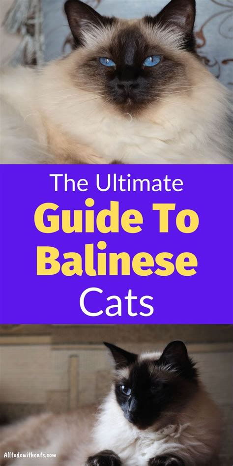 What Is A Balinese Cat And What Type Of Personality Does