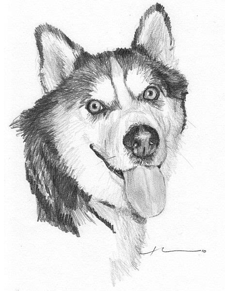 Wp Lg Husky Dog Pencil Portrait Husky Drawing Husky Dogs Dog Drawing