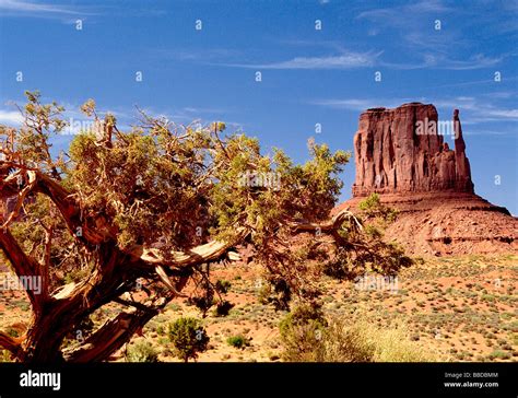 Juniper Tree Arizona Hi Res Stock Photography And Images Alamy