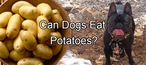 3.1 is potato skin edible for dogs? Pethority Dogs - The Authority For All Your Dog Needs