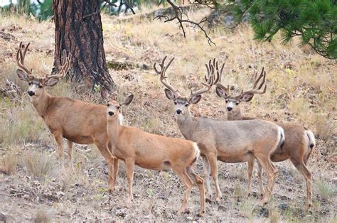 Idaho Mule Deer Hunts