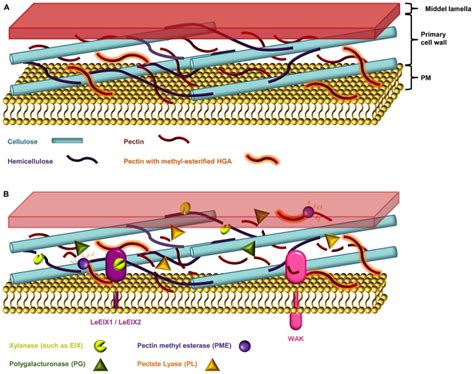 Cellulose, the main structural component of plant cell walls, is the most murashima, k., kosugi, a. The plant cell wall. (A) The primary cell wall is ...