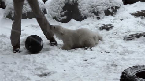 Baby Polar Bear Attack Youtube