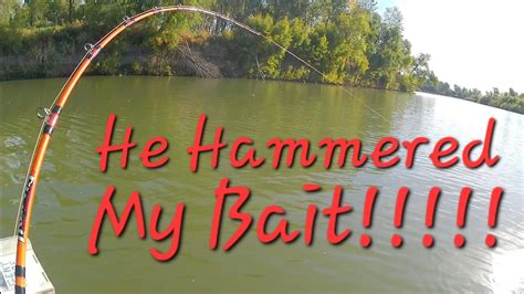 He Hammered My Bait And Did Not Want To Stop Youtube