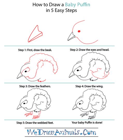 Https://tommynaija.com/draw/how To Draw A Baby Puffin
