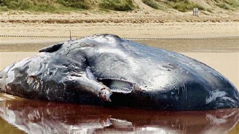 Jangan buru pausnya karena hewan dilindungi. Paus Sperma Berukuran 16 Meter Mati Terdampar di Pantai ...