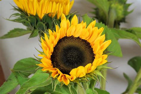 How To Grow Sunflowers Indoors - Two Peas In A Condo