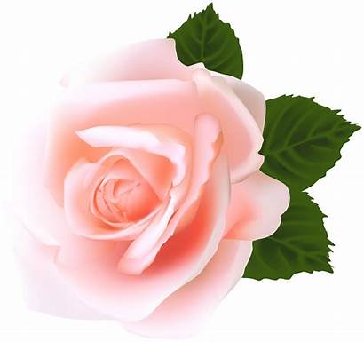 Rose Clip Roses Pink Tattoos Transparent Flower