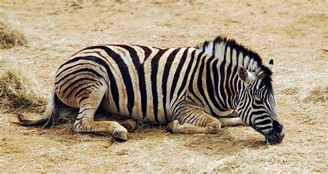 With this lesson plan, students will learn about the life of a zebra through an artistic activity. Interesting Facts about ZEBRAS