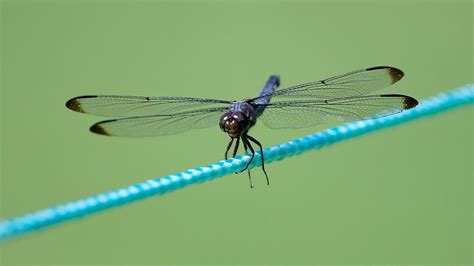 Dragonfly Swarms Returning To Chicago For The Summer Cbs Chicago