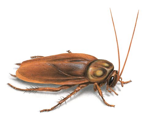 So they're used to surviving difficult conditions and evading situations that could potentially cause them harm. How To Identify American Cockroaches | Get Rid of Roaches ...