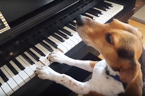 Sing Us A Song Youre The Piano Dog Spin