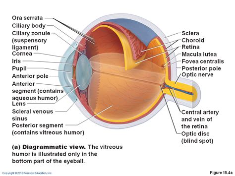 Intrinsic Muscles Of The Eye Asking List