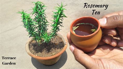 Rosemary Everything You Need To Know About Growing And