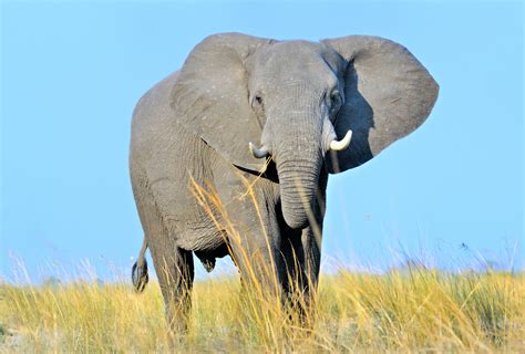 Scientists Rush To Save The African Bush Elephant Greenwich Sentinel