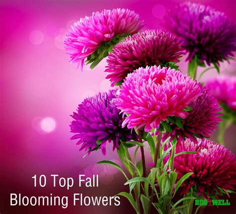10 Top Fall Blooming Flowers