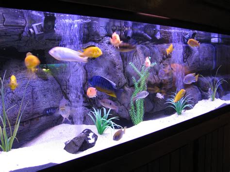 Good Starter Fish For Tropical Aquarium Aquarium Design Ideas
