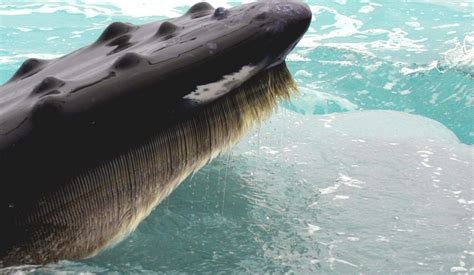 They also differ from toothed whales in that they have two blowholes rather than one. These Ancient Whale Baleen Artifacts Can Now Tell New Stories | At the Smithsonian | Smithsonian ...