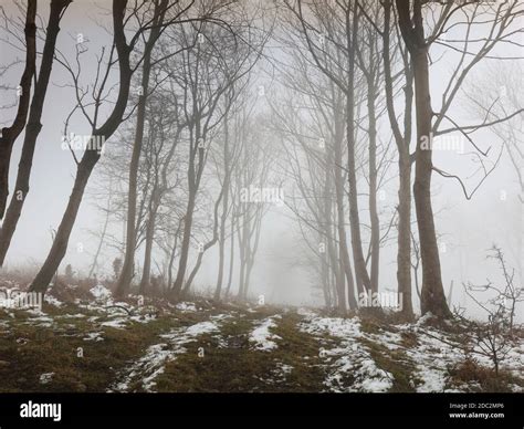 Arcade Or Avenue Of Winter Beech Trees In A Misty Snowy Moorland
