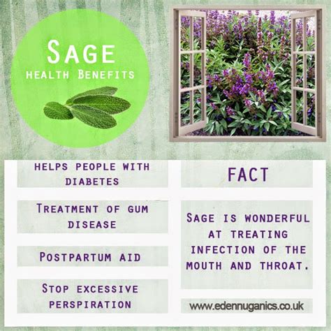 Eden Nuganics Blog 6 Health Benefits And Uses Of Sage