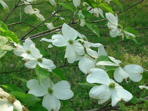 ‘appalachian Spring Dogwood Highly Disease Resistant What Grows