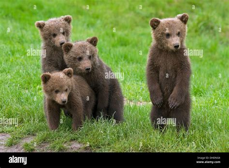 Four Eurasian Brown Bear European Brown Bears Ursus Arctos Arctos