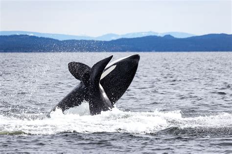 Tout Ce Que Vous Devez Savoir Sur Lobservation Des Baleines à Vancouver
