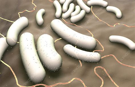 Rod Shaped Bacteria Stock Image F0013660 Science Photo Library