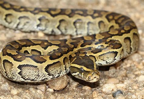 Giant Python Swallows A Dog When Hanging Its Prey From A Tree Fleuriinfo