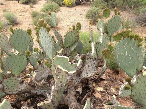 Learn how to forage and eat a cactus. Scottsdale AZ Animals: Javelinas at Work