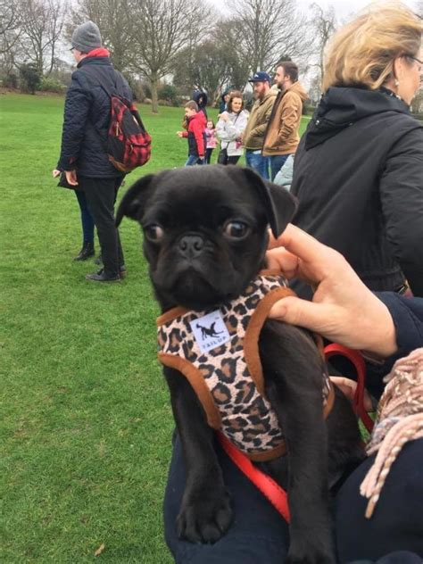 The Dublin Pug Club Looks Like Heaven For Local Dog
